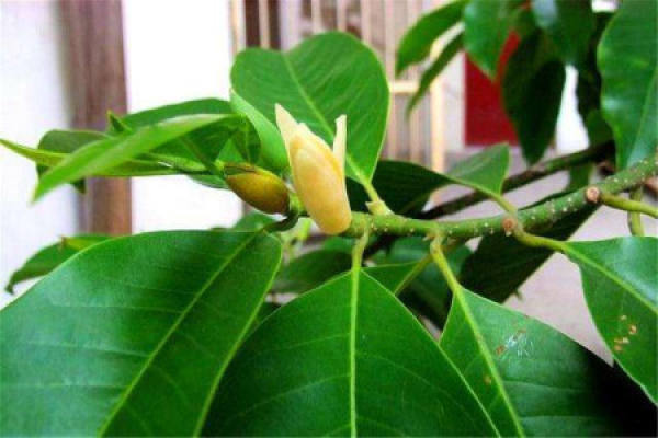 Magnolia denudata