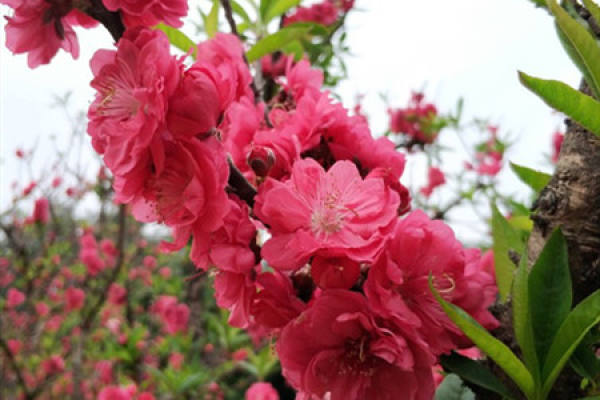 Nanking cherry blossoms