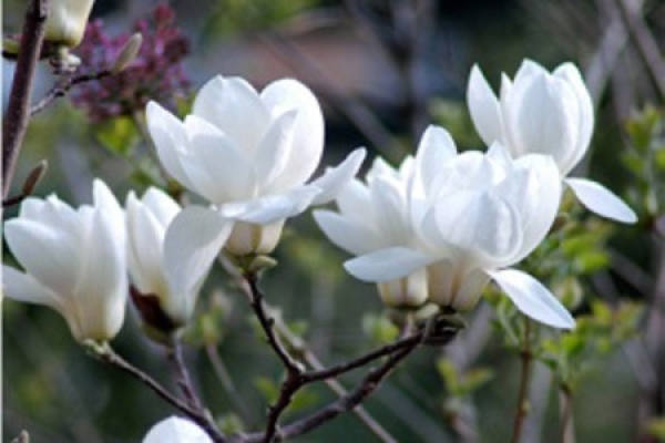 Nanking cherry blossoms