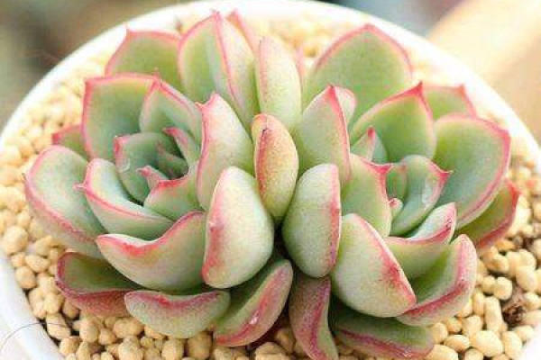 Fleshy