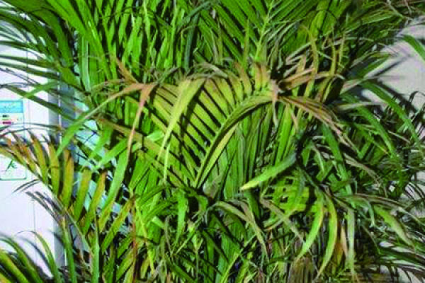 phoenix bamboo