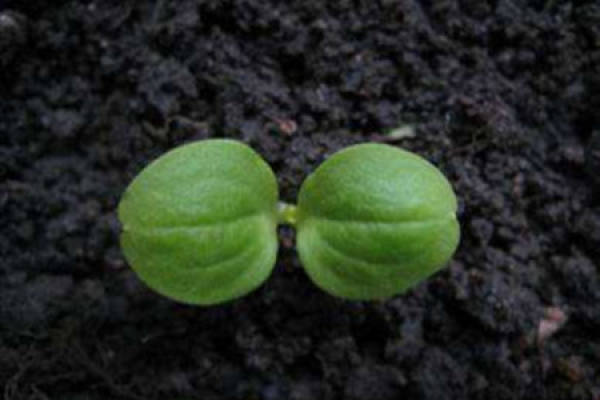 Impatiens