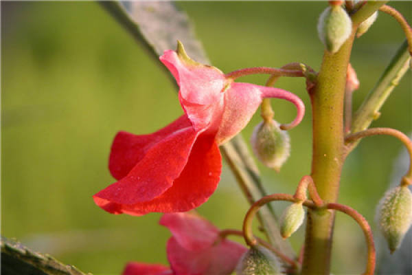 Impatiens balsam