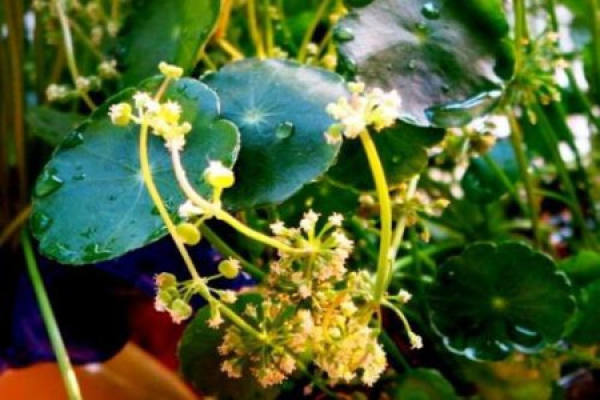 Herba Lysimachiae
