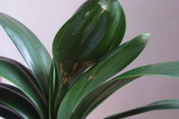 Clivia miniata