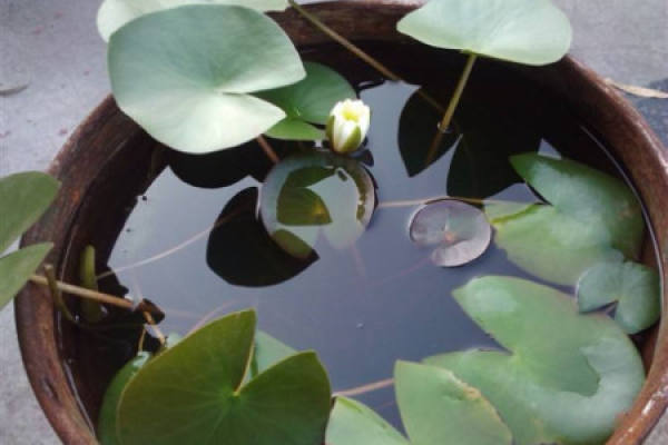 water lily