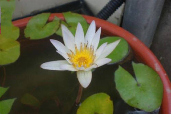 Water Lily
