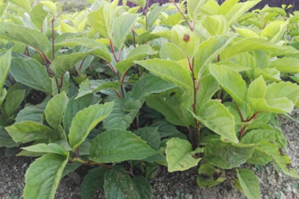 Schisandra chinensis