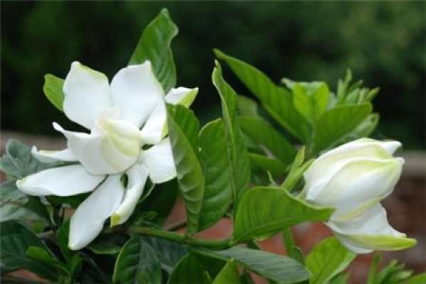 Gardenia