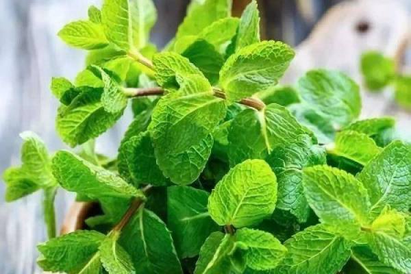 Mint in a good place