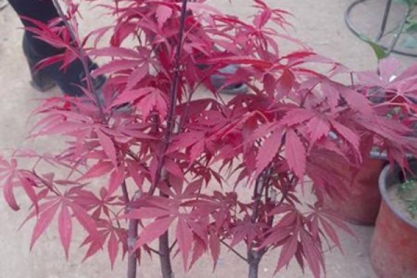 Red Maple