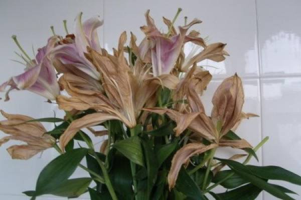 withered lilies