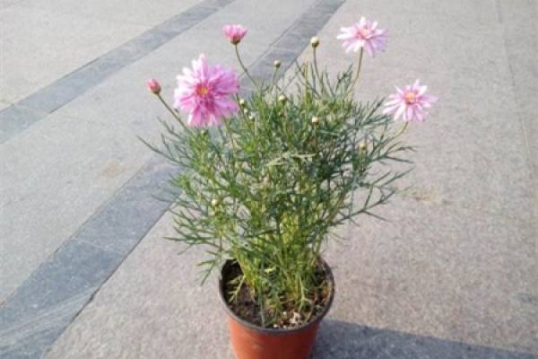 Crowndaisy chrysanthemum