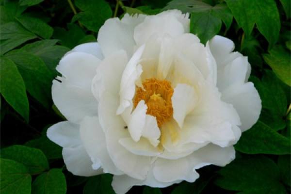 peony
