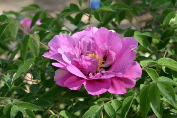 Paeonia rockii