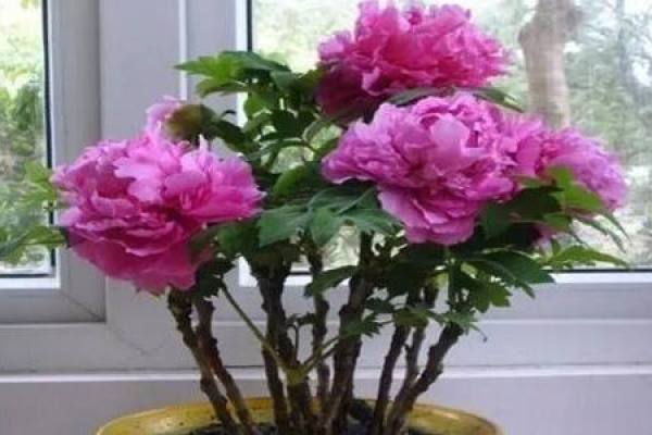 domesticated peony