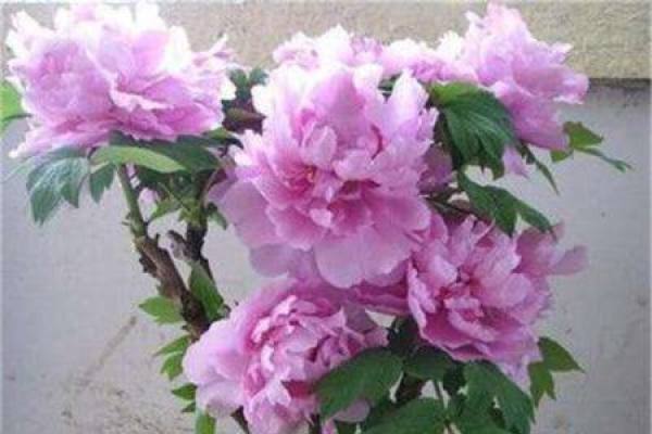 domesticated peony