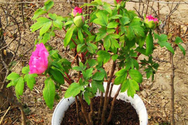 Watered peony