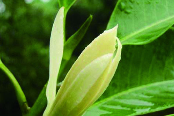 Huang Jue Lan