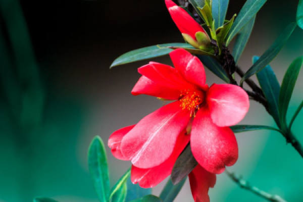 Rhododendron camellia
