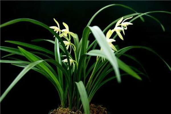 orchid