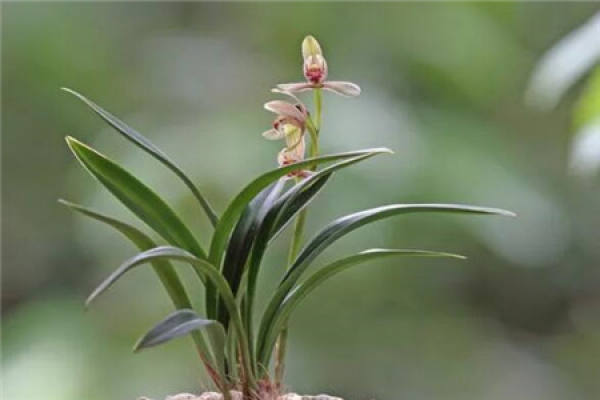 Orchid