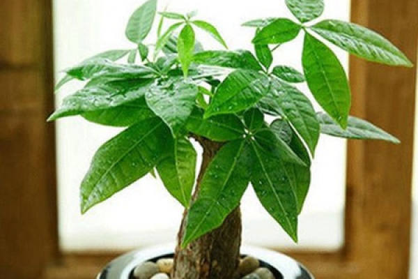 Fortune Tree