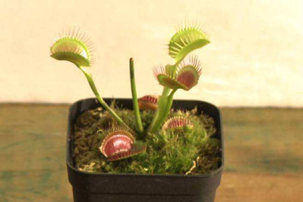 Venus flytrap