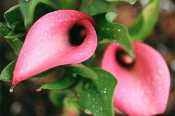 Common Calla Lily