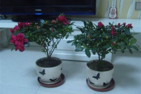 Potted Rhododendron