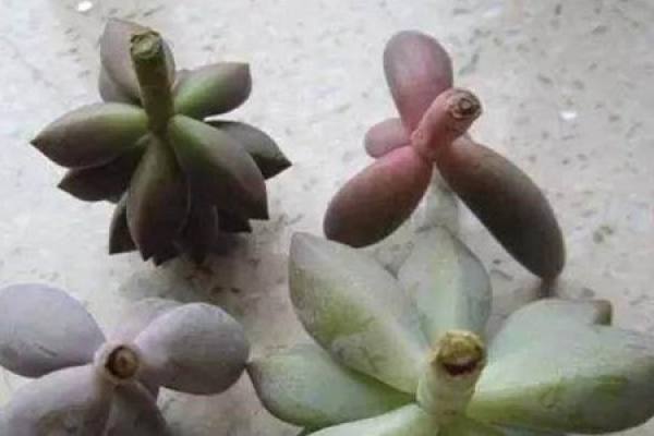 rootless and fleshy
