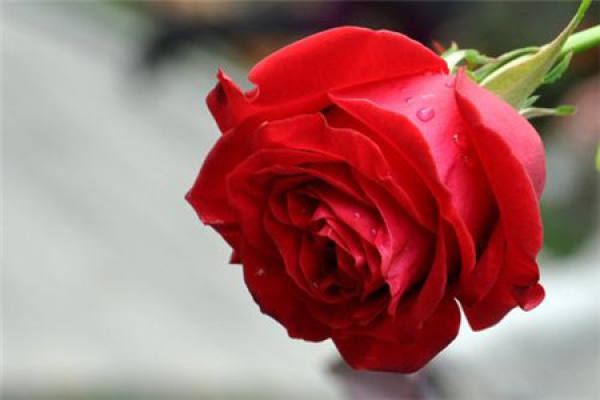 Roses