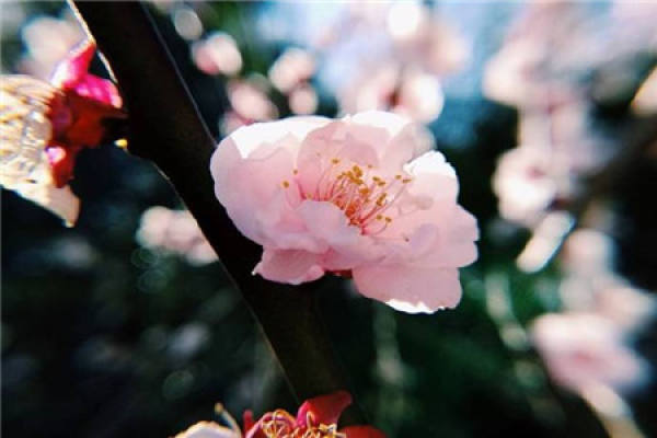 plum