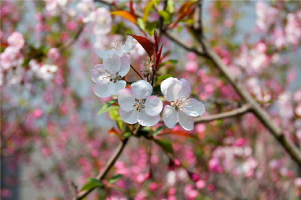 Plum blossom