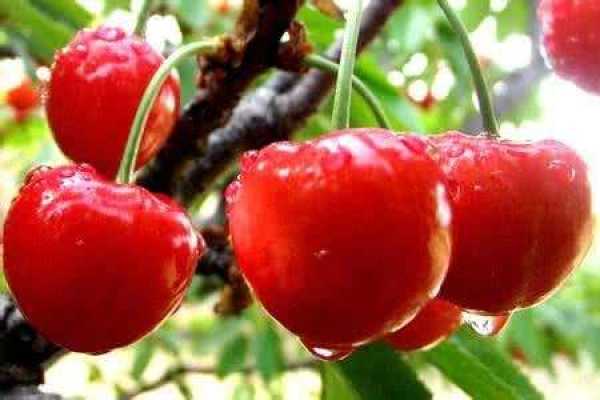 Cherry