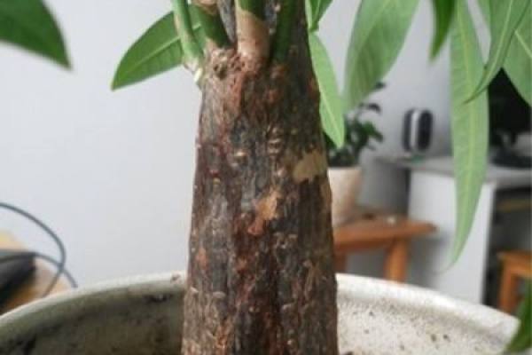 Replanted Fortune Tree Replanted Fortune Tree
