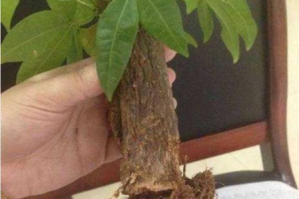 a Money Tree without roots