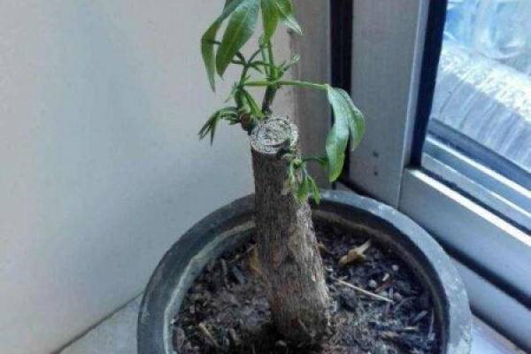 Replanted Fortune Tree