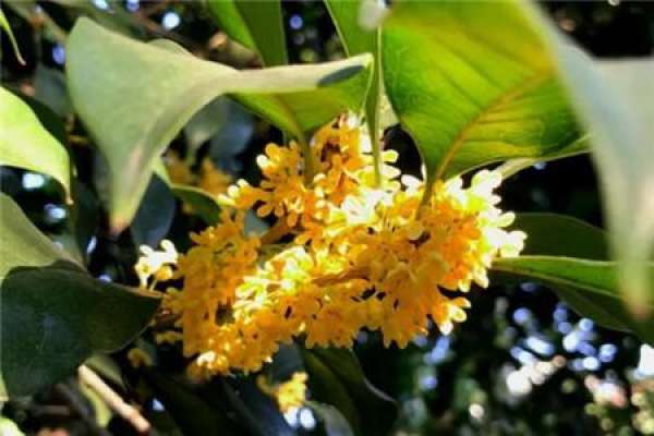 osmanthus