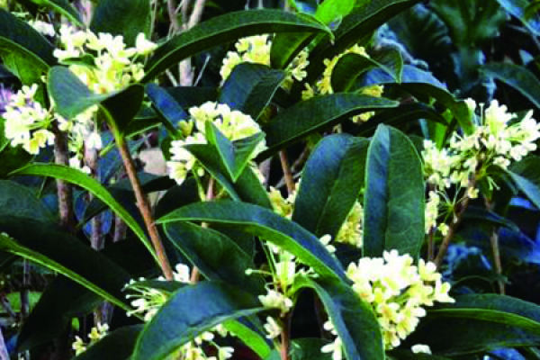 Sweet-scented osmanthus