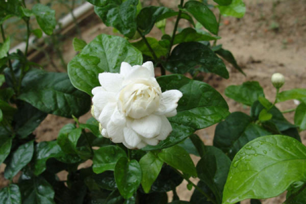 jasmine with tiger head