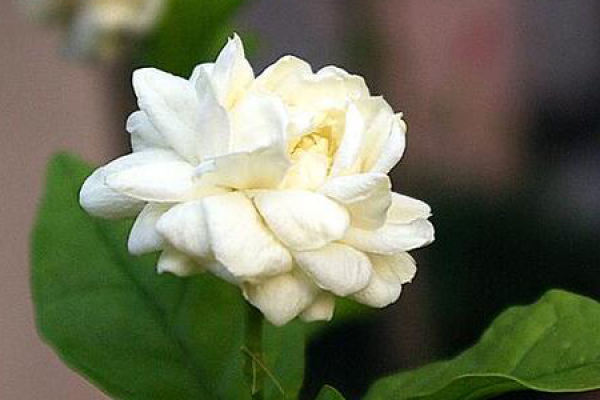 jasmine with tiger head