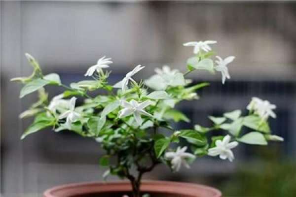 Jasmine