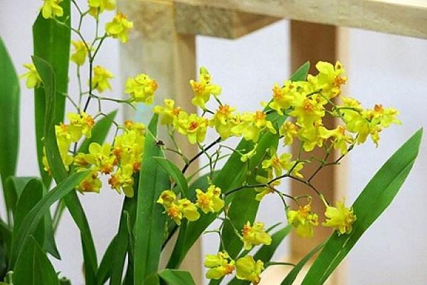 Dance Orchid