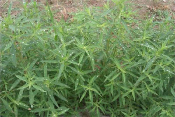 Kochia scoparia