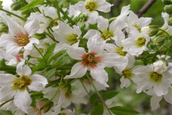 Xanthoceras sorbifolia
