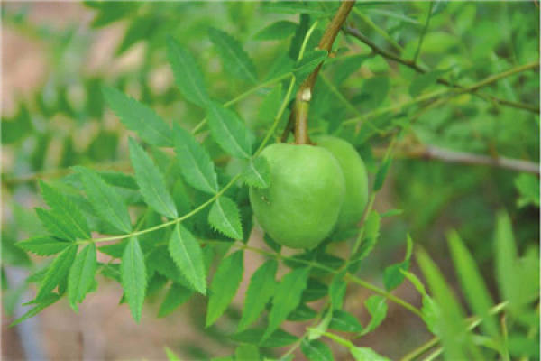Xanthoceras sorbifolia