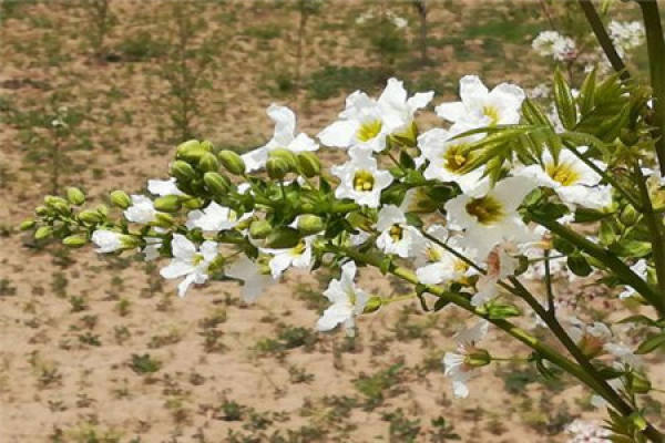 Xanthoceras sorbifolia