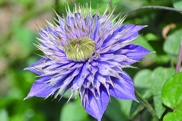 Clematis