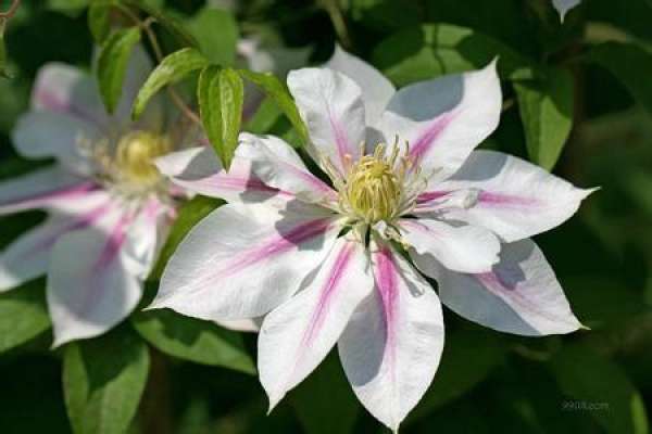 Clematis